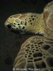 Turtle at Crash Boat, night  dive, Aguadilla, P.R. by Abimael Márquez 